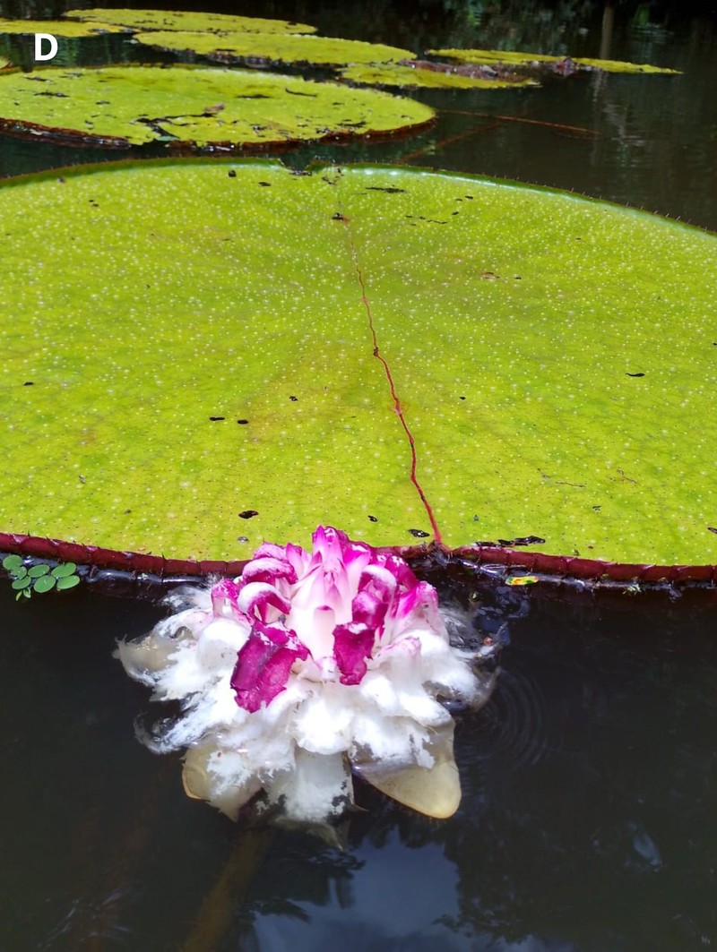 Cercetătorii estimează că doar 50 de astfel de plante ar putea exista în natură. Sursă foto: Nilo Rodriguez / Royal Botanic Gardens, Kew