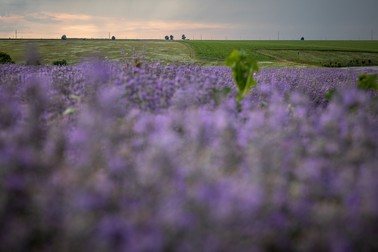 Plantație de lavandă din Teleorman Foto: Eli Driu