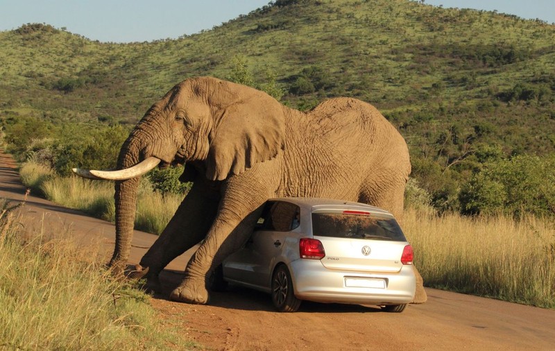 Uite cum scapă un elefant de o mâncărime! FOTO