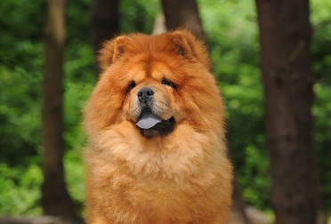 Cum arată un câine Chow Chow