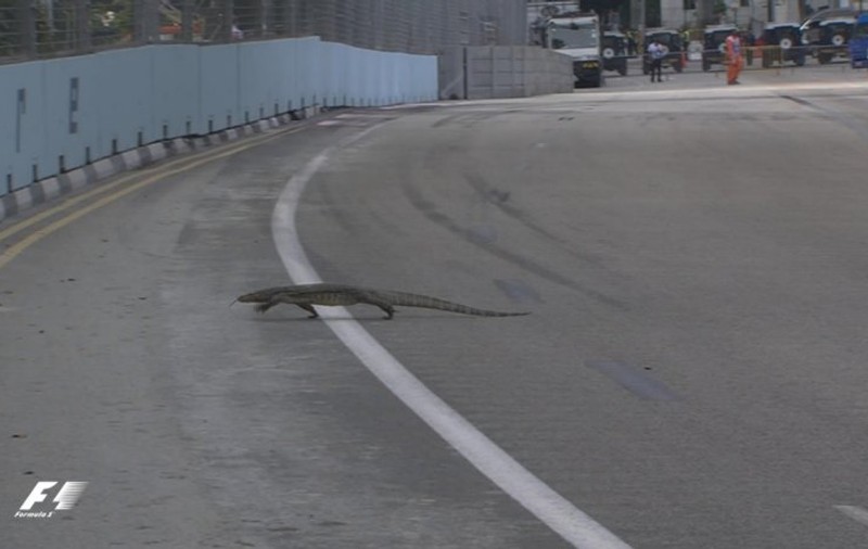 Formula 1. Apariție-surpriză pe circuitul din Singapore. Un varan i-a tăiat calea lui Max Verstappen / VIDEO
