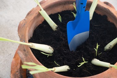 Lemongrass in ghiveci