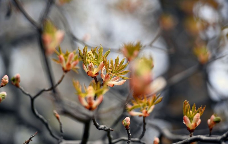 Castanii din Buzău au înflorit a doua oară în acest an. „O anomalie. Arborii şi-au pierdut calendarul”, explică specialiștii