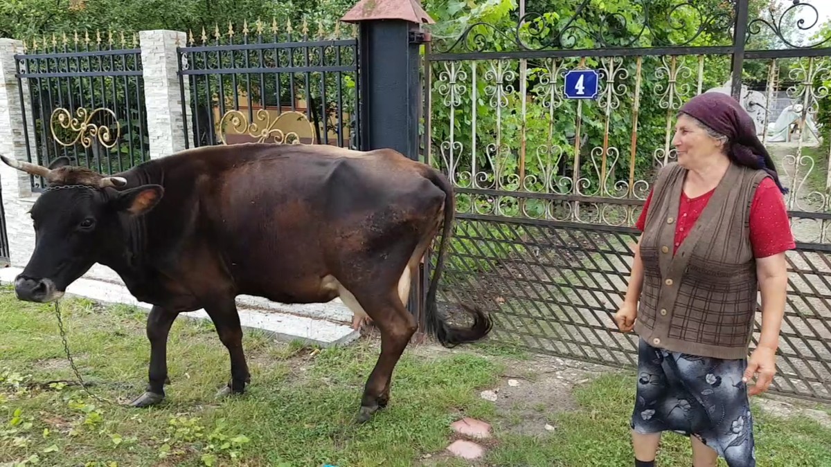 Arhiva foto