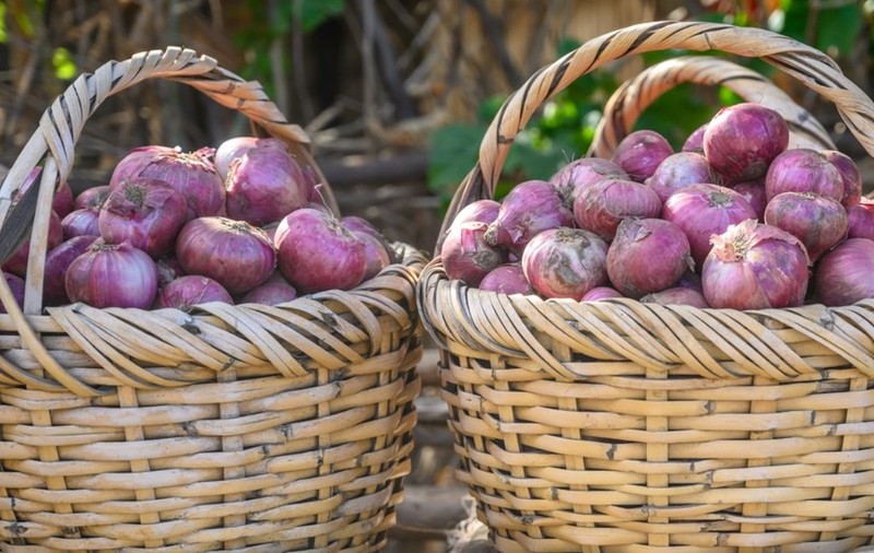 Jaf inedit la o plantație de pepeni și bostani din Popricani, județul Iași: un bărbat a distrus camere de supraveghere ca să fure 10 kilograme de ceapă