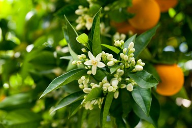 Flori de mandarin