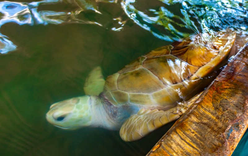 Trei oameni, câțiva câini și câteva pisici au murit după ce au mâncat din aceeași tocană de broască țestoasă de mare. Alți 32 de oameni sunt bolnavi 