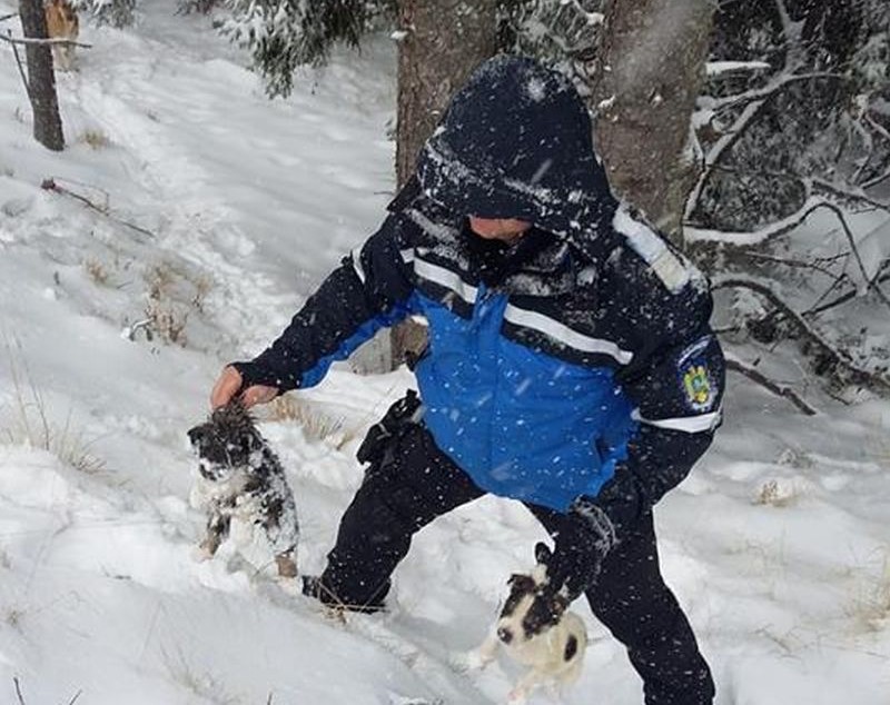 IMAGINI EMOȚIONANTE | Căței îngropați în zăpadă, salvați de jandarmii montani din Gorj. Cum a reacționat mama cățelușilor