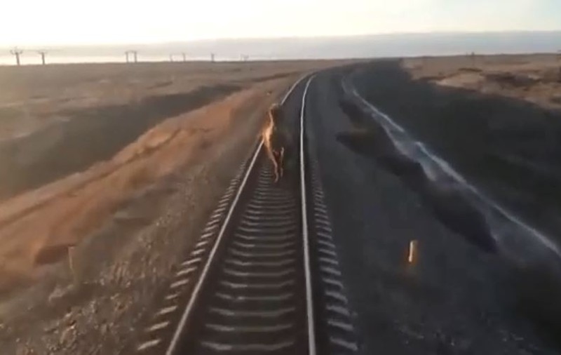 Un tren din Rusia a avut întârzieri de o oră din cauza unei cămile care alerga liniștită pe șine