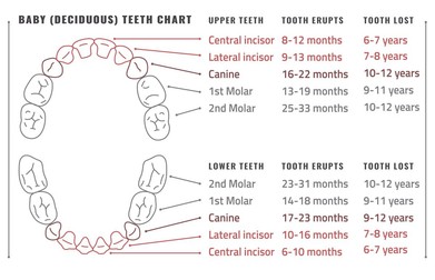 La ce vârstă ies măselele la copii - graficul dentiției