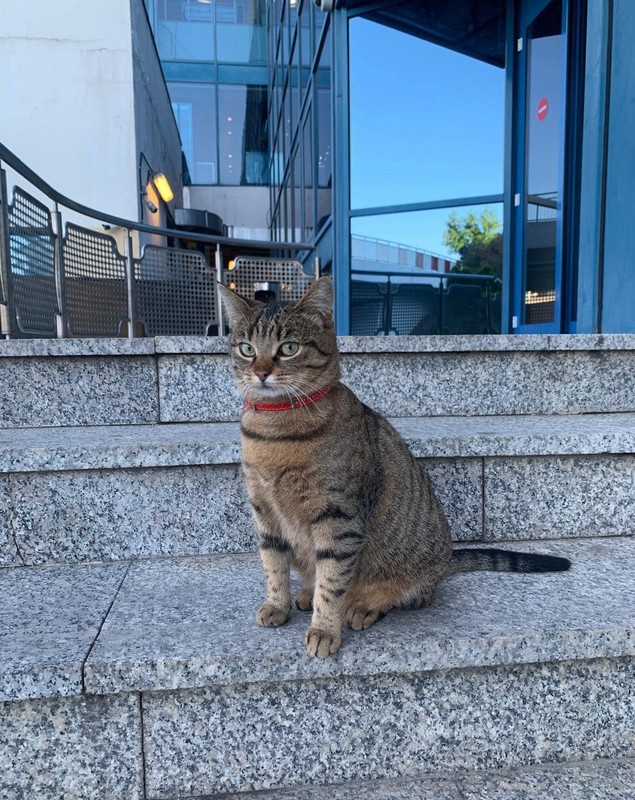 A dispărut Vasi, pisica-mascotă a Aeroportului Otopeni. Angajații fac apel la populație pentru a o găsi