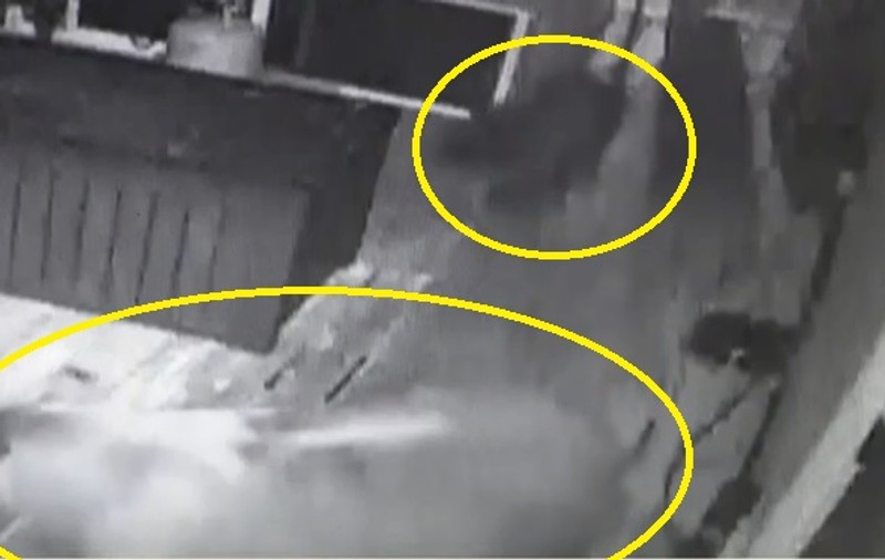 VIDEO | O familie a fost atacată în propria locuință de o ursoaică și cei doi pui ai ei!