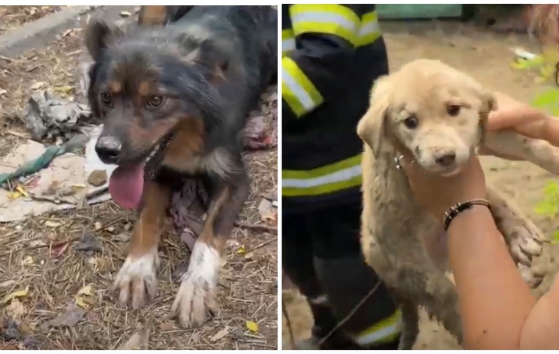 Momentul emoționant în care o cățelușă și puiul ei sunt salvați după trei zile dintr-o fântână secată, în Tulcea I VIDEO  