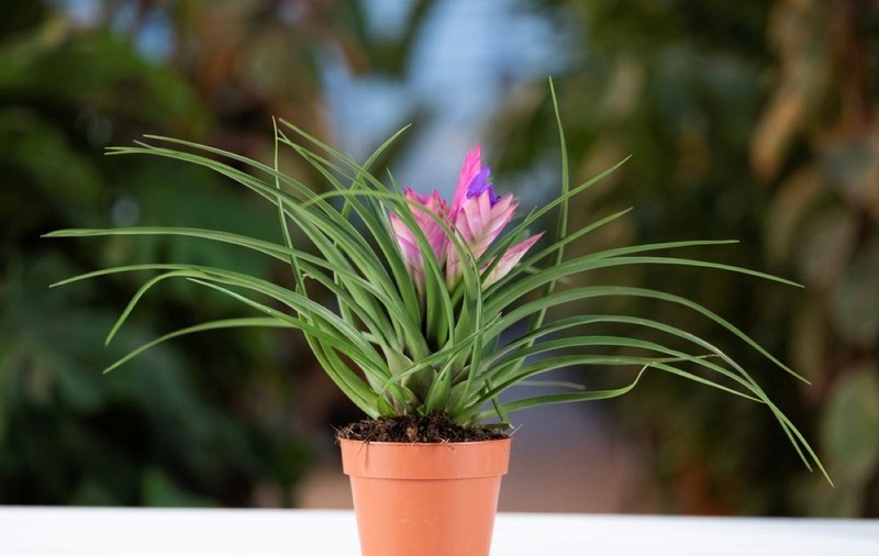 Tillandsia - plantare, îngrijire, simbolistică și origine
