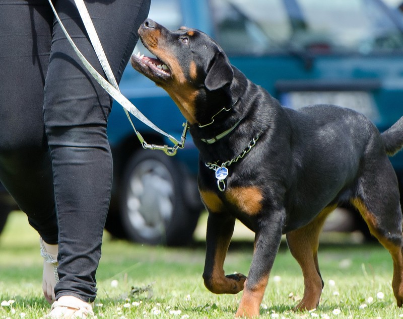 Rottweiler - ce trebuie să știi despre rasa cu cei mai buni câini de pază