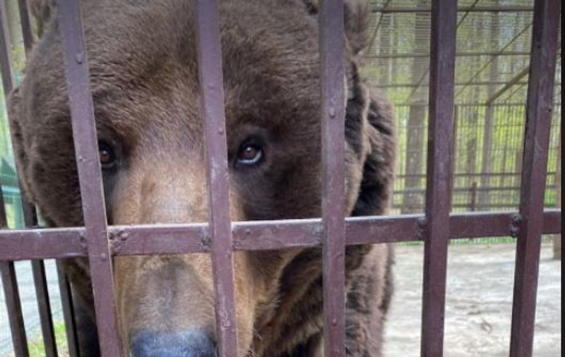 Alte animale refugiate din calea războiului vin în România. Ursul Barik și lupoaica Elza au fost salvați din Cernăuți