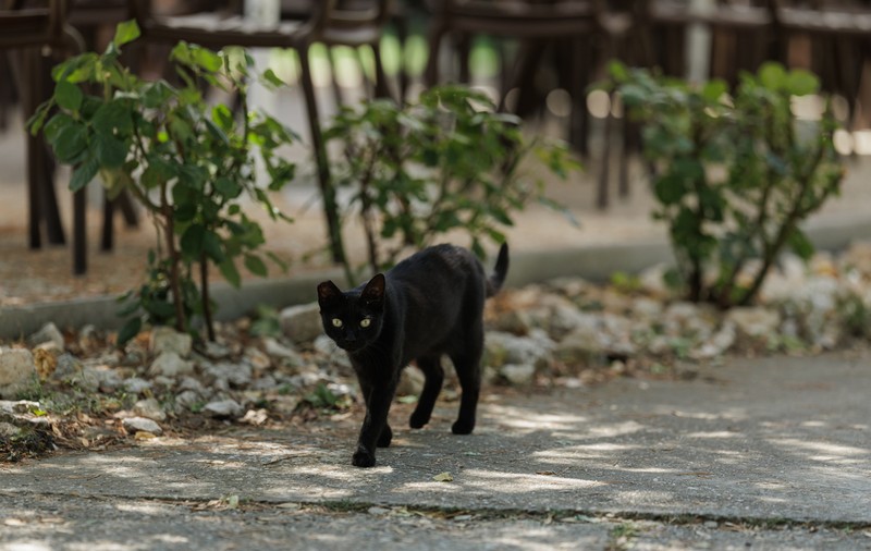 Orașul din Europa  care a interzis adopţia pisicilor negre înainte de Halloween. Cererile, respinse până la 10 noiembrie