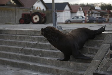 Un leu de mare a coborât pe scări în orașul Mar del Plata, din Argentina. Până acum, aceste animale n-aveau curajul să se avânte atât de mult pe teritoriul oamenilor. Vicente Robles / Sputnik