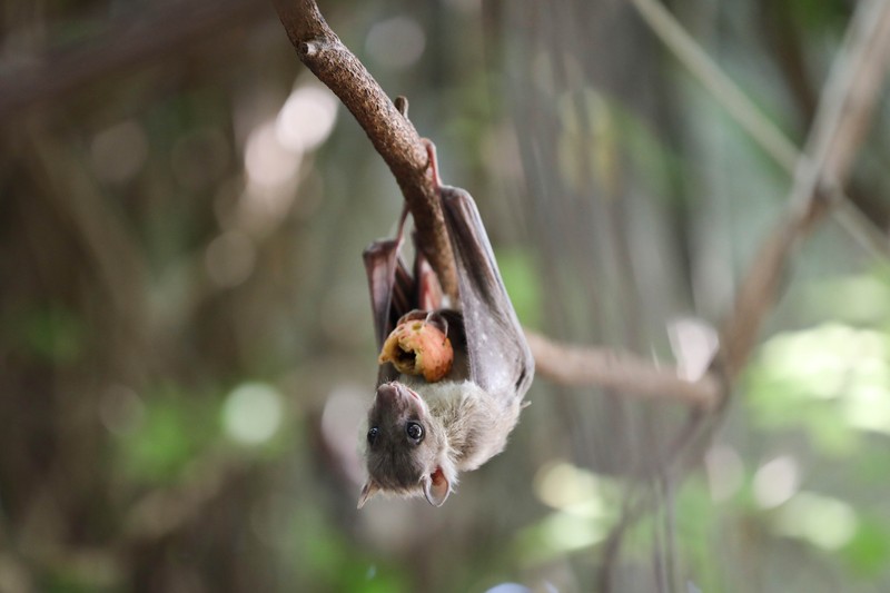 Liliacul frugivor este gazda naturală a virusului Marburg | Foto: EPA