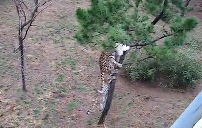 5 dolari te costă CRUZIMEA! Uite la ce TORTURA supun acest animale. Şi se mai şi amuză | VIDEO ŞOCANT