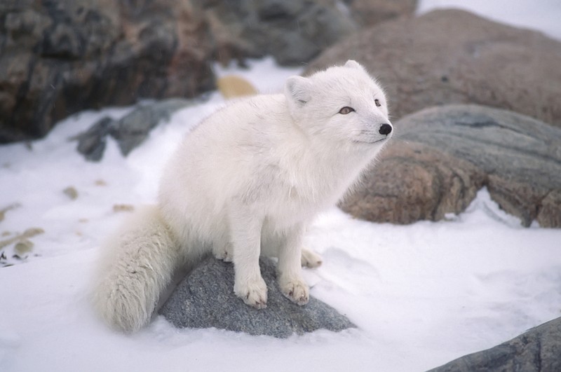 Vulpea arctica - animale care trăiesc la Polul Nord