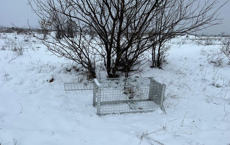 ASPA anunță că a ridicat 88 de câini în ultimele zece zile, dintre care 54 din zona Lacul Morii, unde a fost ucisă Ana Oros