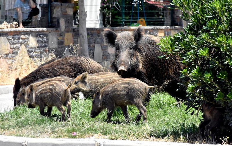 Pestă porcină africană, confirmată în Dâmbovița la un porc mistreţ