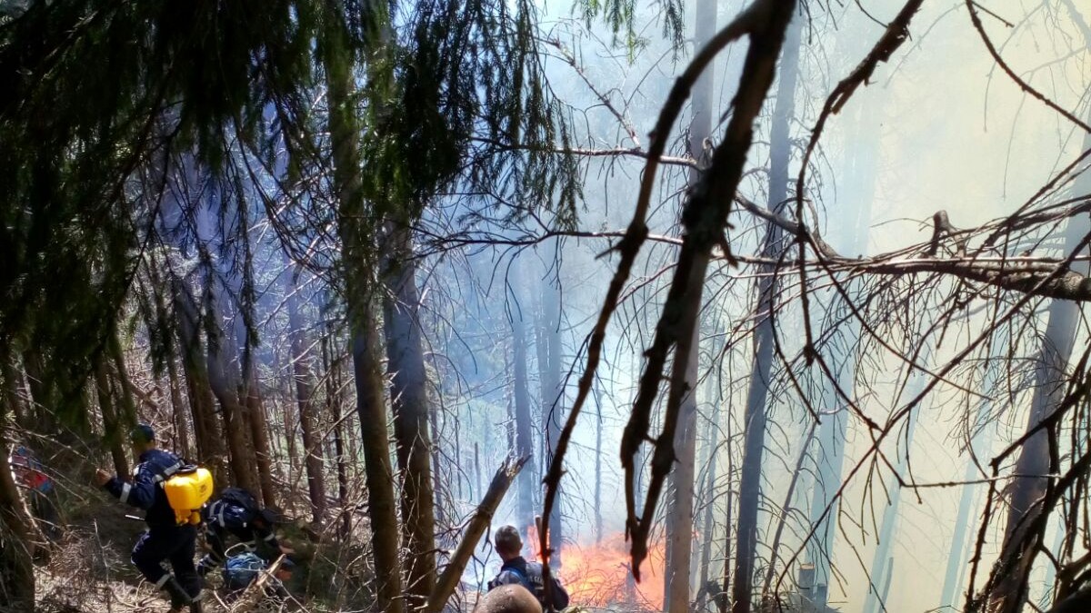 Pompierii s-au luptat 96 de ore cu flăcările printre urși agresivi și vipere veninoase. incendiu în pădurile de la Borșa