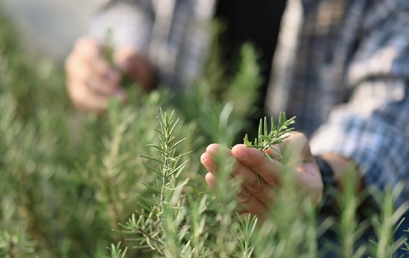 Mâinile unui fermier care verifică calitatea rozmarinului verde într-o seră. 