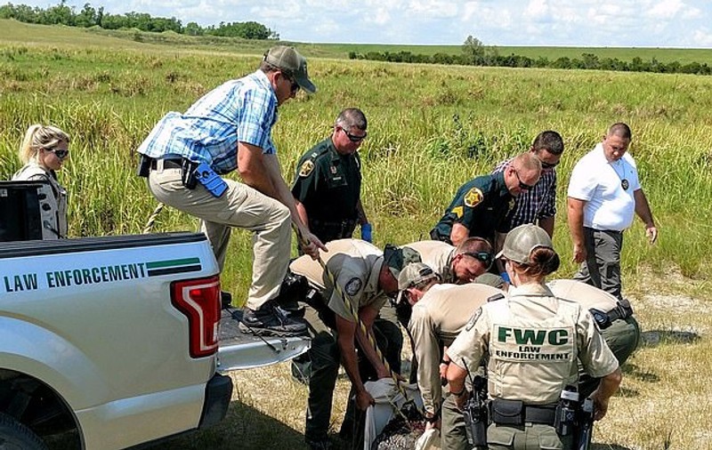 Un bărbat mort din cauza unei supradoze a fost dezmembrat de un aligator