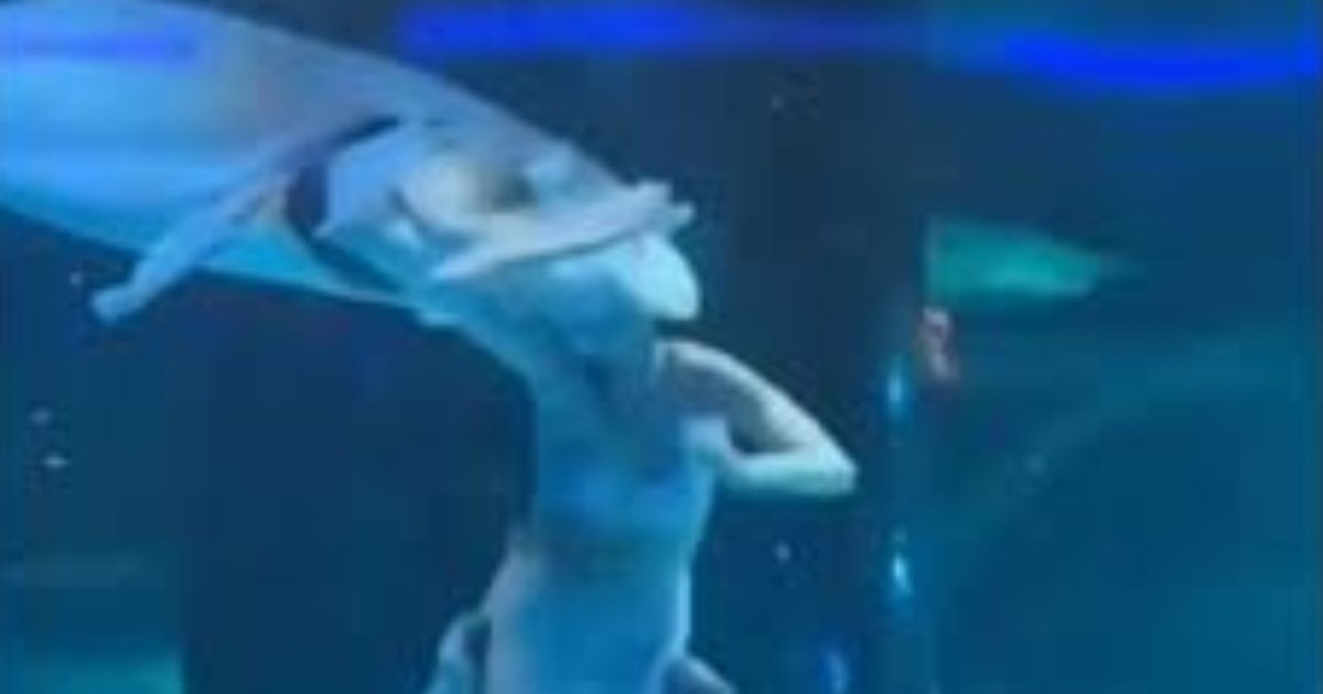 Sirena atacata in acvariu, China, Captura video