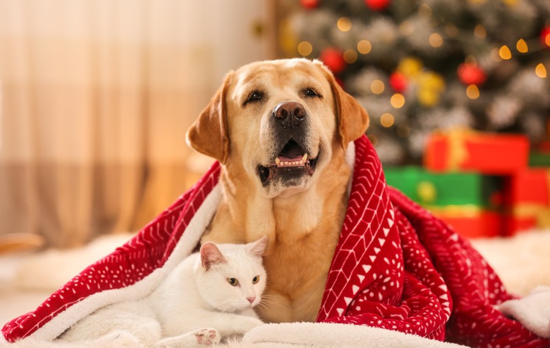 Cum avem grijă de animalele de companie în noaptea de Revelion. Sfaturile unui medic veterinar