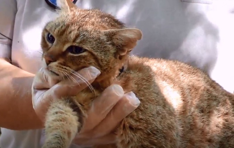 Pisica-vulpe, o nouă specie de feline descoperită în Corsica