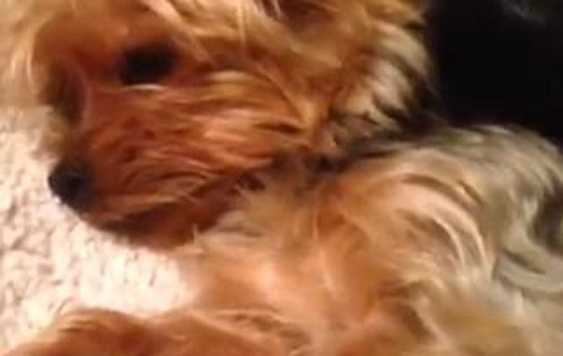 SĂ VEZI ŞI SĂ NU CREZI | De ce este acest CÂINE cel mai bizar animal de pe internet în ultimele ore | VIDEO