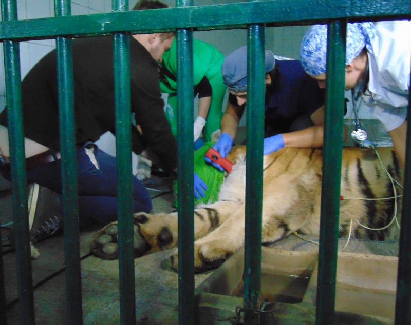 Premieră medicală la ZOO Galaţi! Tigrul a fost investigat chiar în cușcă! Desfășurare impresionantă de forțe GALERIE FOTO
