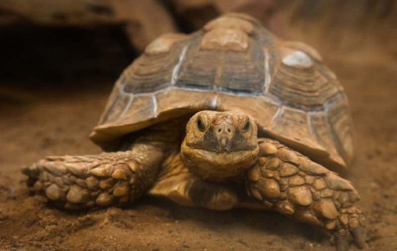 500 de broaște țestoase eliberate în Sahara au făcut să crească vegetație în deșert