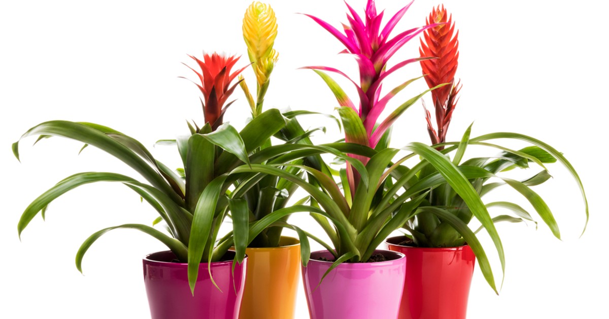 Vriesea- Bromelia- plantare si ingrijire
