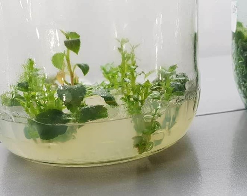 Românul care cultivă un milion de plante in vitro pe an: “Se întorc oamenii de afară. De ce să muncească pe plantația altuia pe o mie de euro, când poate lua 30 de mii pe a lui?”