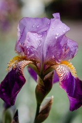 Floare de iris mov