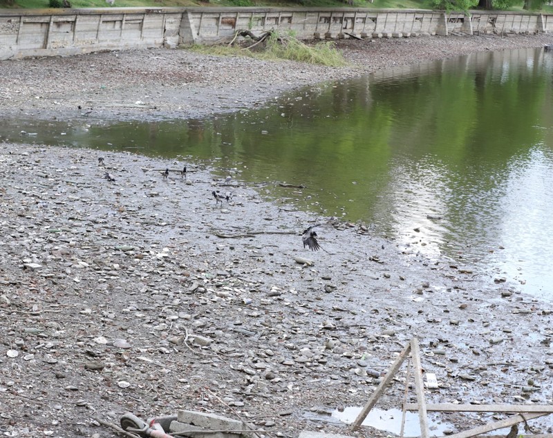 Peștii din Lacul Herăstrău din București au fost strânși după procesul de golire. Ce urmează să se întâmple cu aceștia