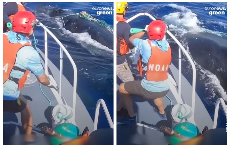 VIDEO. Cum decurge salvarea unei balene prinse în resturi marine