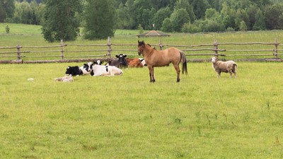 Carnea de cal - unde se mananca