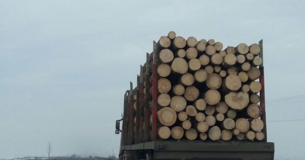 o tânără din Iași a fost amendată pentru că a sesizat un posibil furt de lemne