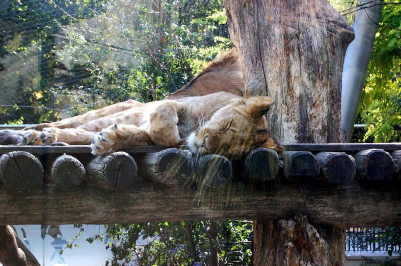 ZOO Viena