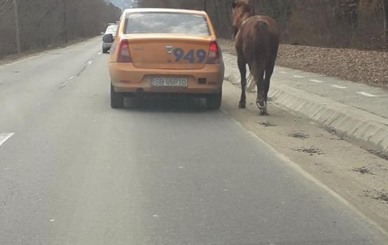 Cal legat și tras cu taxiul în Sibiu. Chinul îndurat de animal a fost filmat / VIDEO