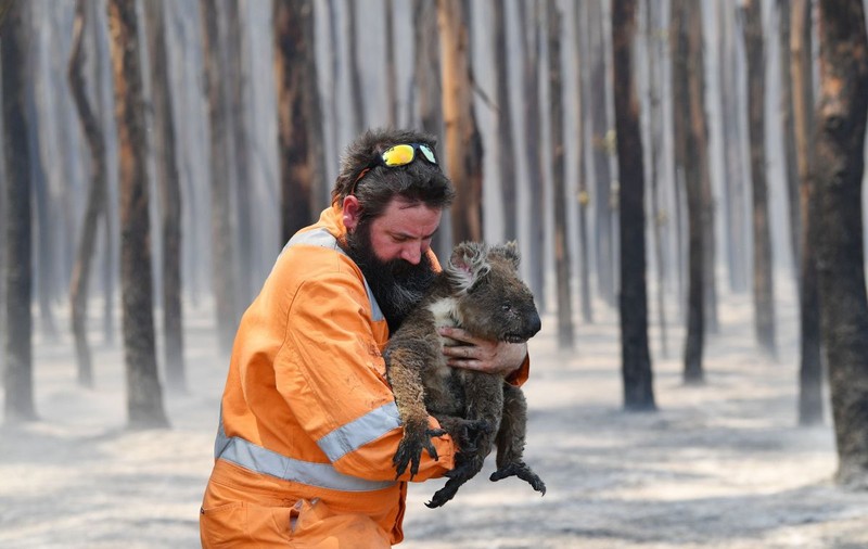 Săptămâna în imagini | Durerea ursulețului Koala și a milioanelor de animale prinse în infernul incendiilor din Australia