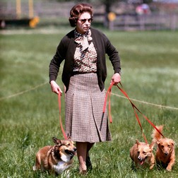Regina Elisabeta a II-a, plimbând câțiva dintre câțeii ei Corgi, rasa sa preferată de câini, la Windsor Horse Trials, în mai 1980