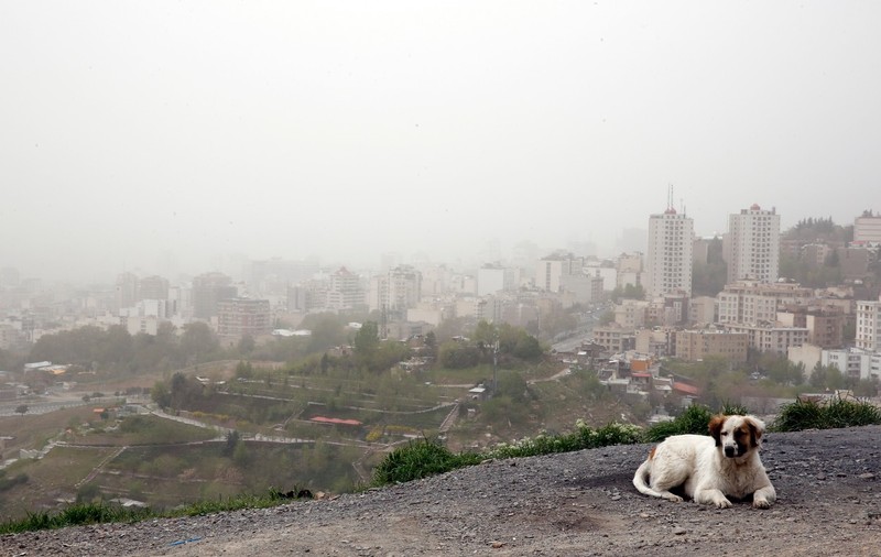 1.700 de câini fără stăpân, uciși în Iran: „O cruzime de nedescris a regimului nemilos”