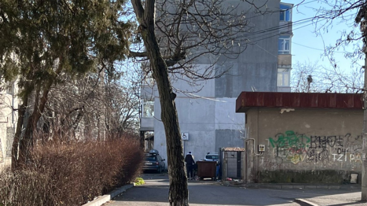 un copac in mijlocul unui drum din Ploiesti intr-o zona de blocuri