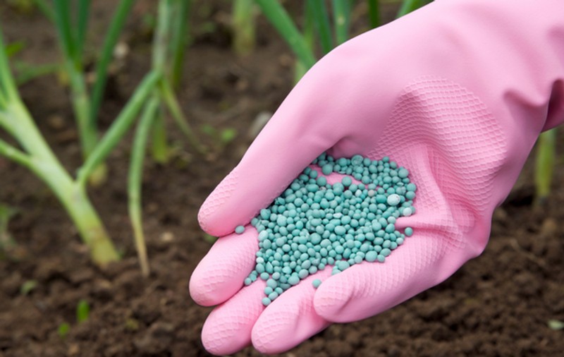 Avantajele utilizării fertilizanților pentru plante: când și cum trebuie să îi aplici